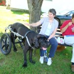 Caine a Mastiff has regained mobility thanks to the aid of an Eddie’s Wheels custom made dog wheelchair