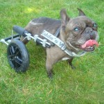 small dog wheelchair