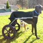 Eddie’s Wheels custom designs wheelchairs for the very smallest of dogs to the Giant breeds