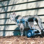 This grey cat stands tall in an Eddie’s Wheels custom made cat wheelchair