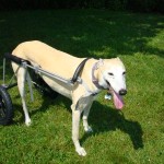 Tully a rescued noble greyhound, takes a walk in her custom made Eddie’s Wheels dog wheelchair