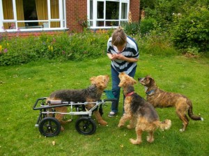 Herbie, an airedale with a front leg amputation and weak rear legs in an Eddie's Wheels quad cart
