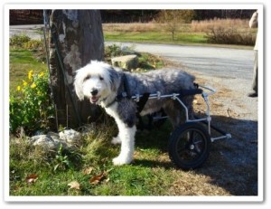 Custom canine cart for disabled dog
