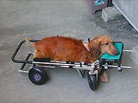 disabled dog in quad canine cart