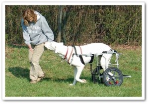 disabled Great Dane in canine cart